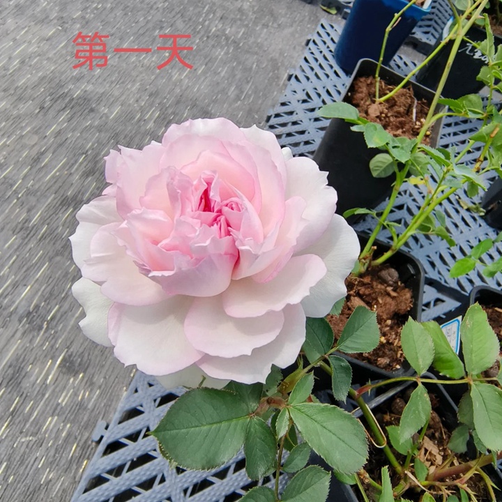 瑪莎月季花一朵花能開多久