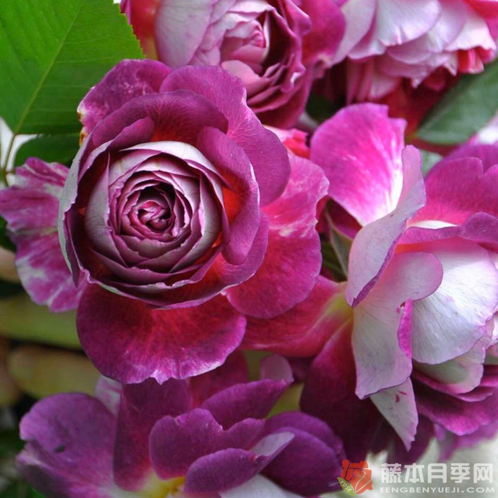 奧菲歐和合唱團(tuán)月季哪個好