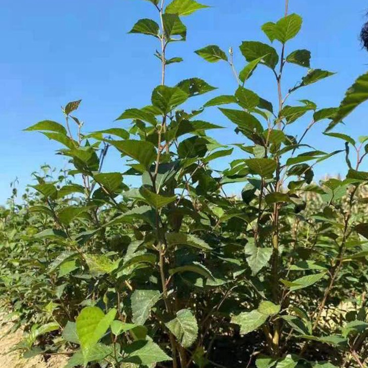 高海拔的地方適合種什么樹(shù)？