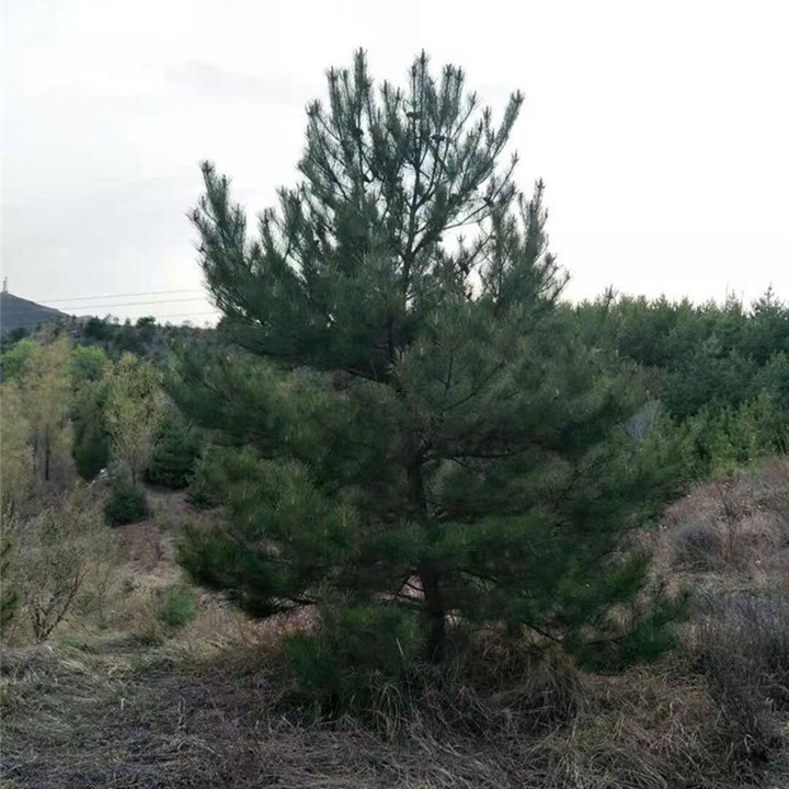 高海拔的地方適合種什么樹(shù)？