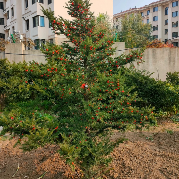 高海拔的地方適合種什么樹(shù)？