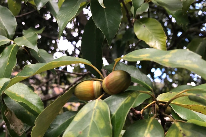 高海拔的地方適合種什么樹(shù)？