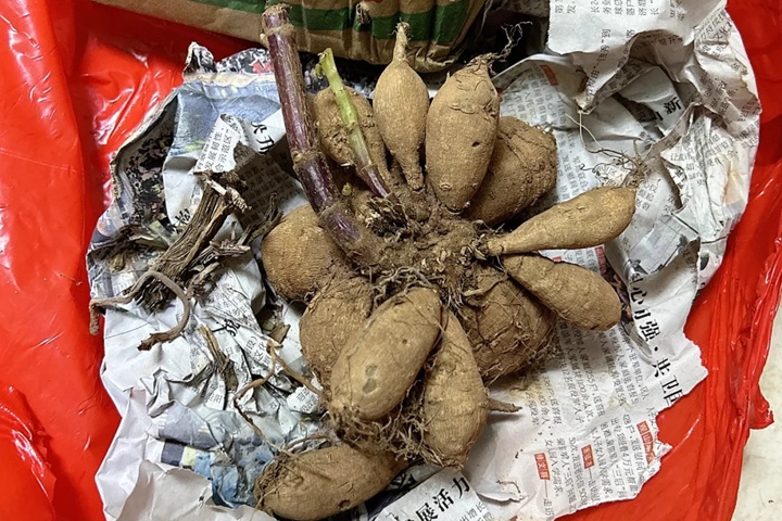 大麗花種球種植幾天可以發(fā)芽？