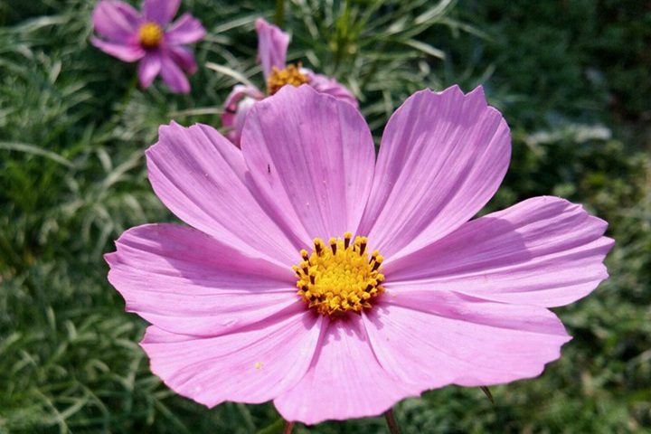 格桑花花朵是什么樣子的