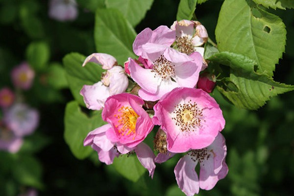 家門(mén)口種薔薇花好嗎