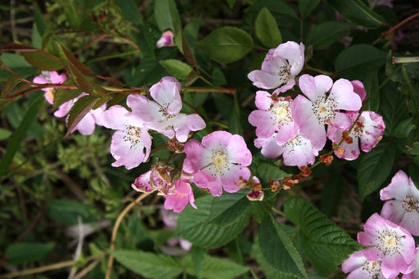 家門(mén)口種薔薇花好嗎