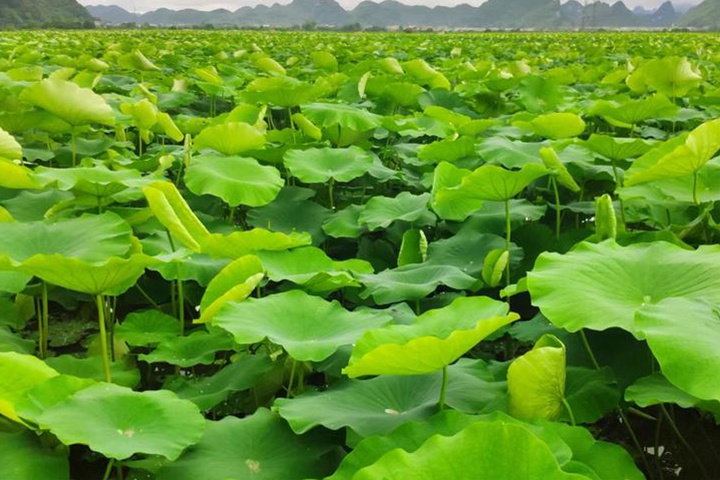 常年有水的田適合種植什么？