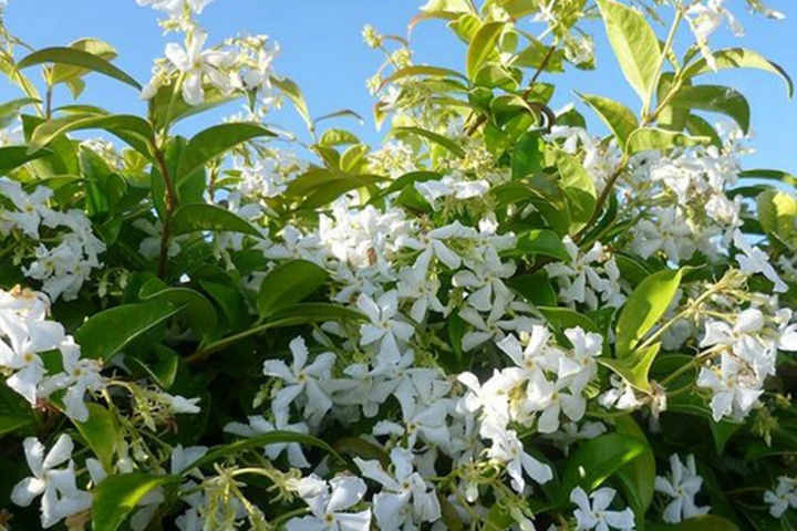 風(fēng)車茉莉一年能開幾次花