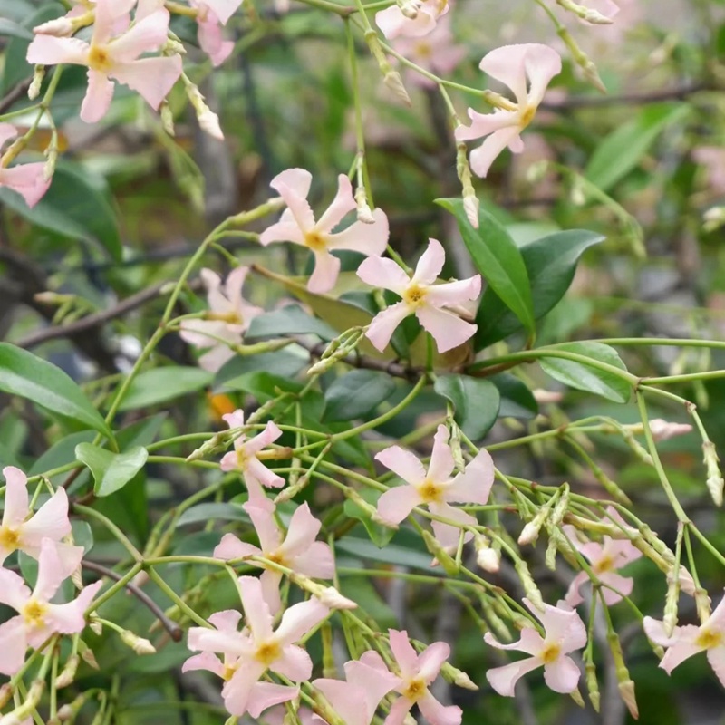 風(fēng)車茉莉一年能開幾次花