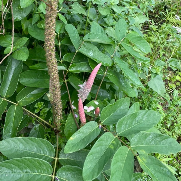 貓尾草如何養(yǎng)護才能開花更好？