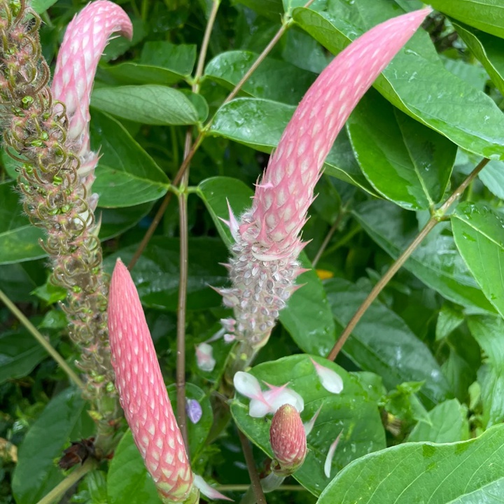 貓尾草如何養(yǎng)護才能開花更好？