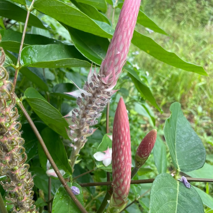 貓尾草如何養(yǎng)護才能開花更好？