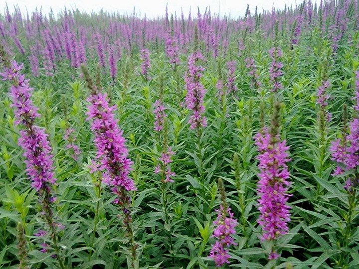 開在海邊的花都有哪些品種