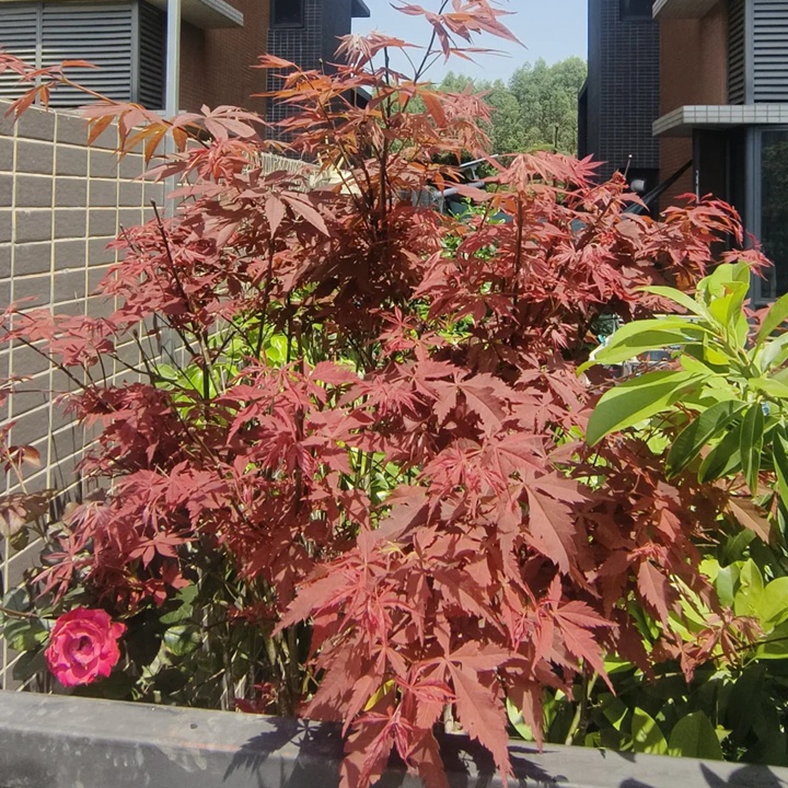 紅楓在廣東可以種植嗎？