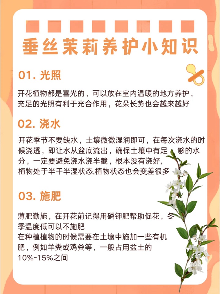 垂絲茉莉如何來養(yǎng)護