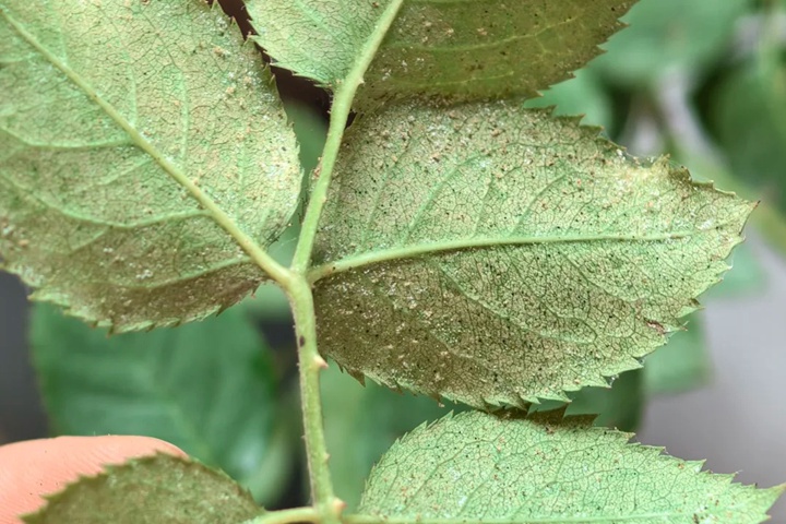 月季花防治紅蜘蛛用什么藥最有效？