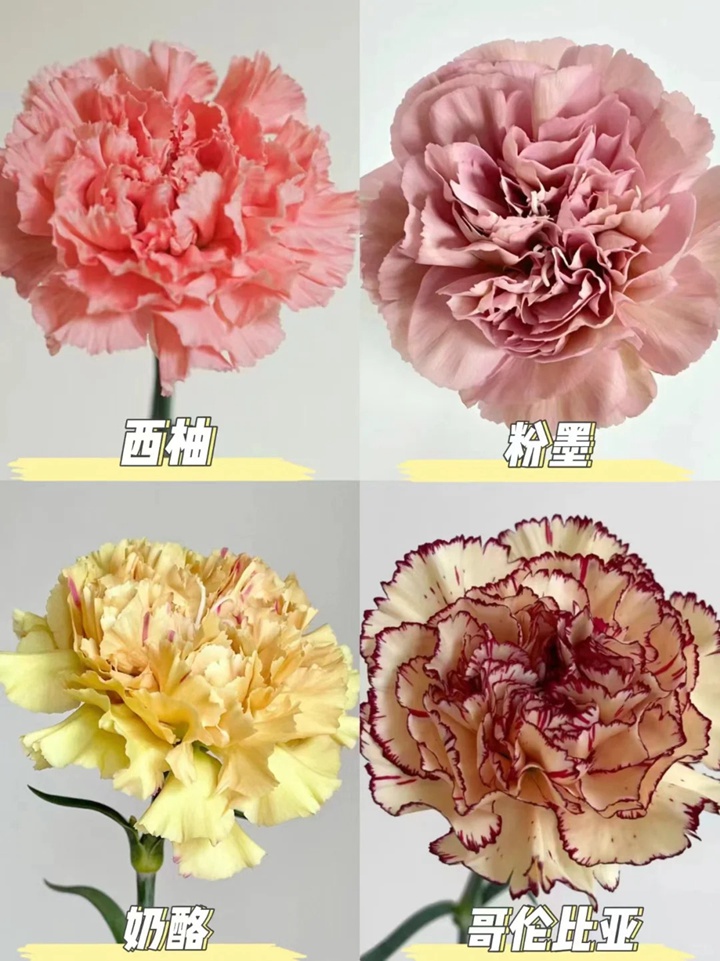 1733973069405981.jpg 康乃馨品種大全(多圖詳解)