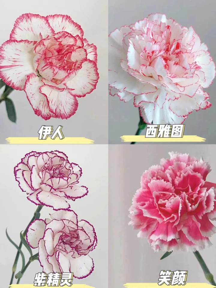 1733973069965502.jpg 康乃馨品種大全(多圖詳解)