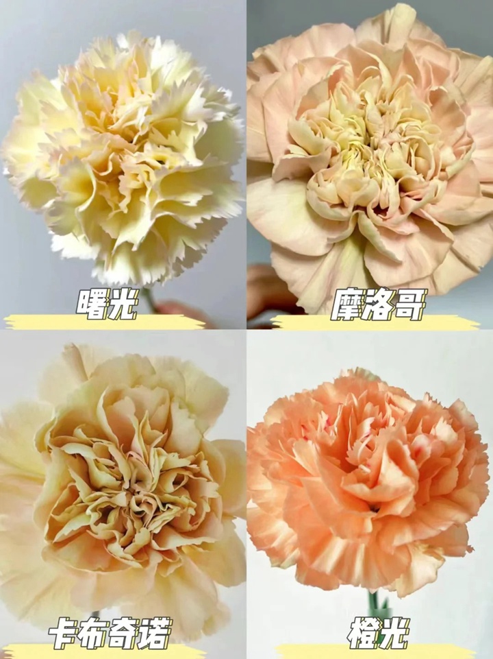 1733973069977511.jpg 康乃馨品種大全(多圖詳解)