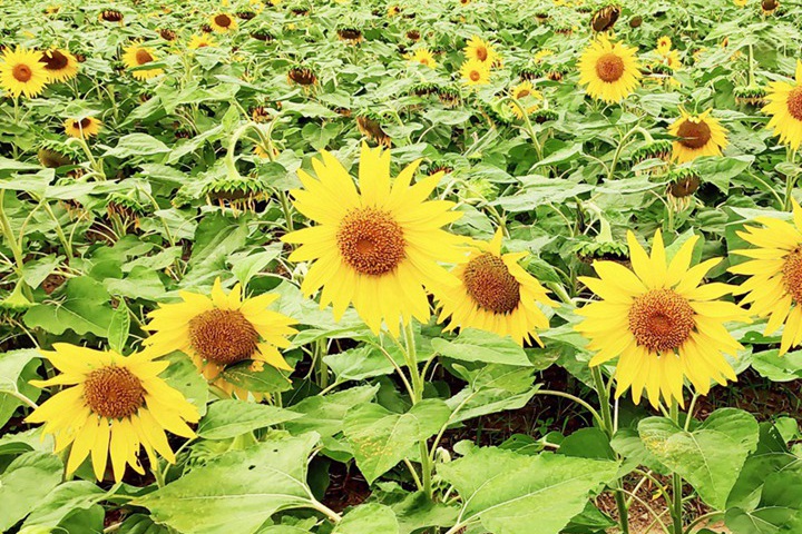 九月份播種向日葵還能開花嗎