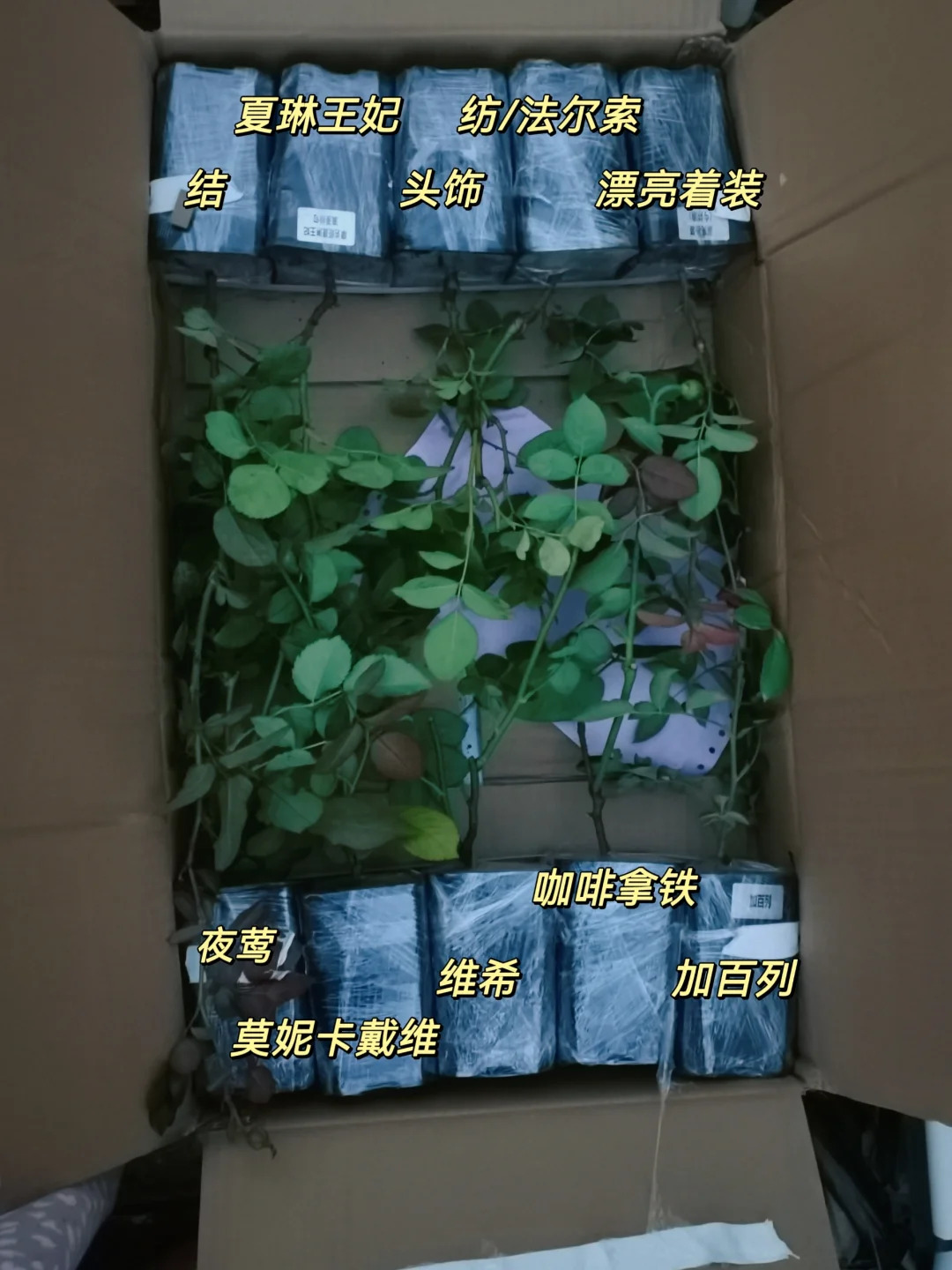 蜜蜜小花園月季苗情怎樣