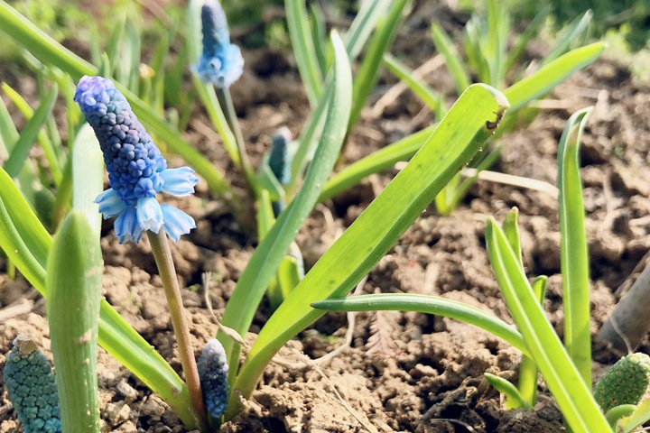 葡萄風(fēng)信子第二年能復(fù)花嗎