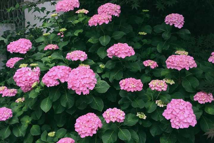 繡球花冬天會(huì)死嗎