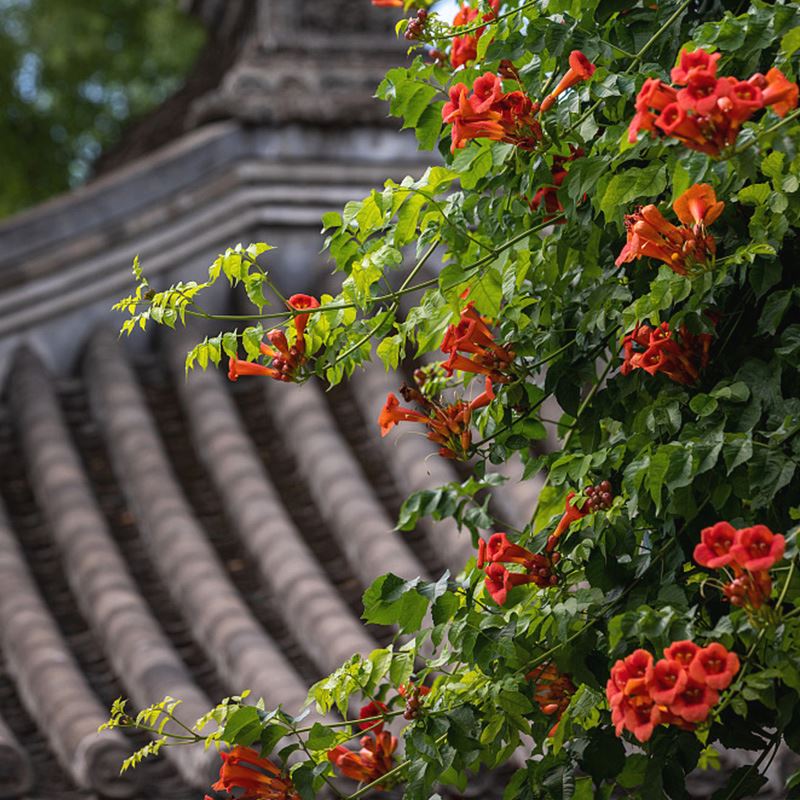 凌霄花在冬天會死嗎？