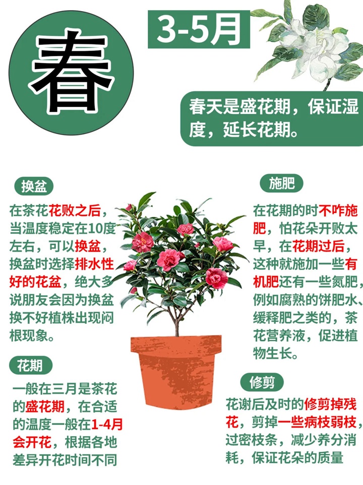 香妃茶花一年開幾次花