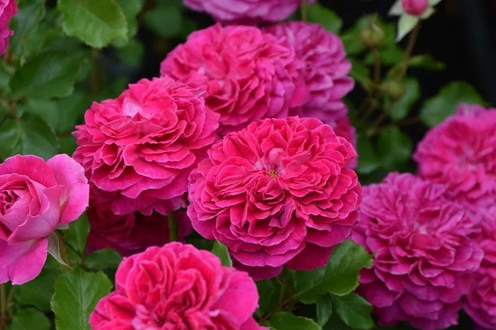 草莓 Fraises
