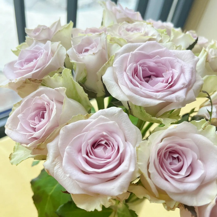 海洋之謎 Fifth Avenue