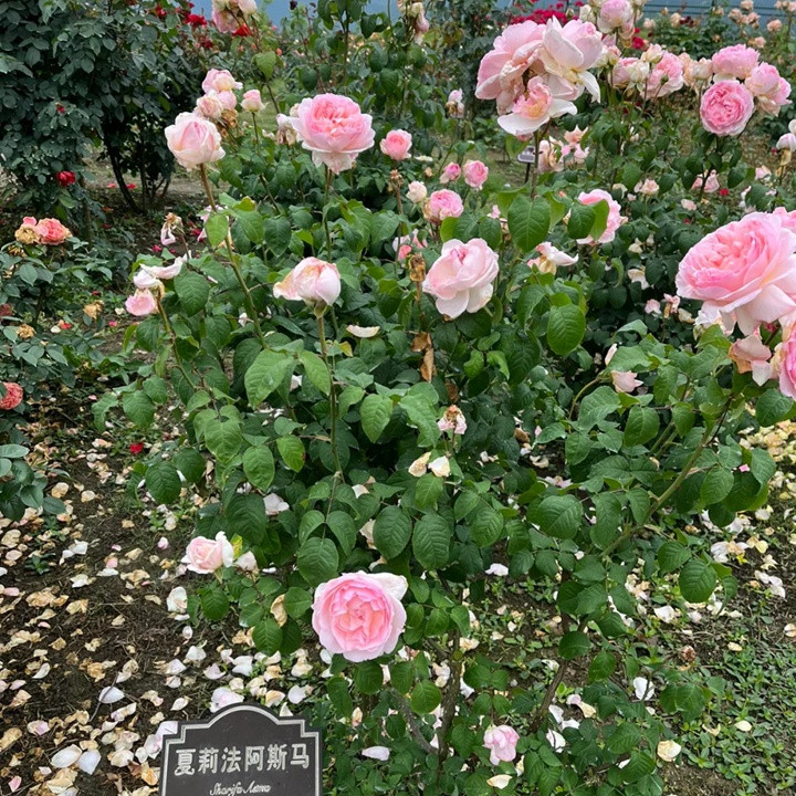 夏莉法阿斯瑪 Sharifa Asma