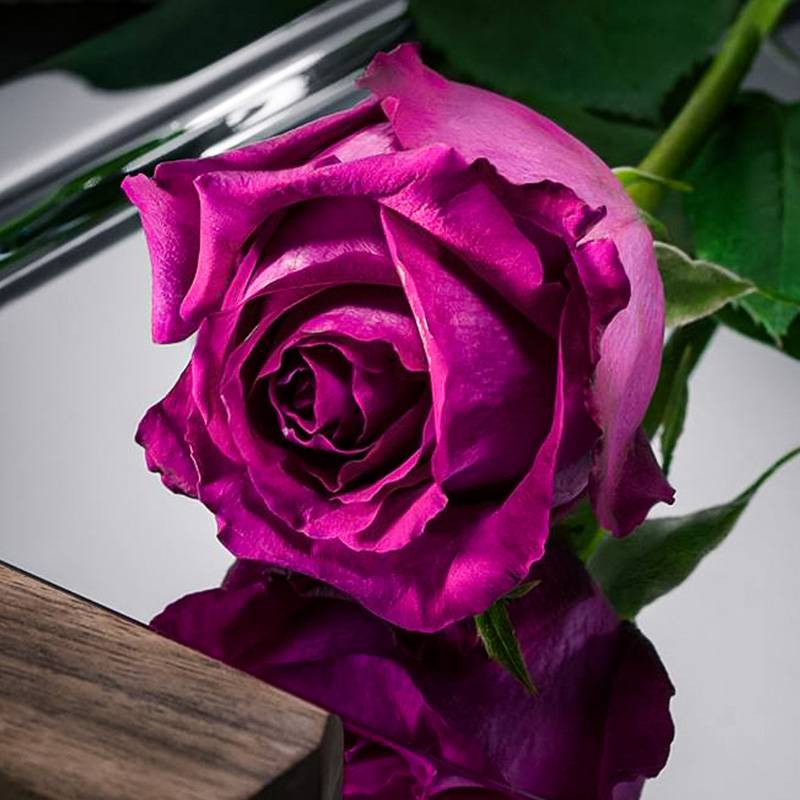 月季美人麗芙和紅丘區(qū)別