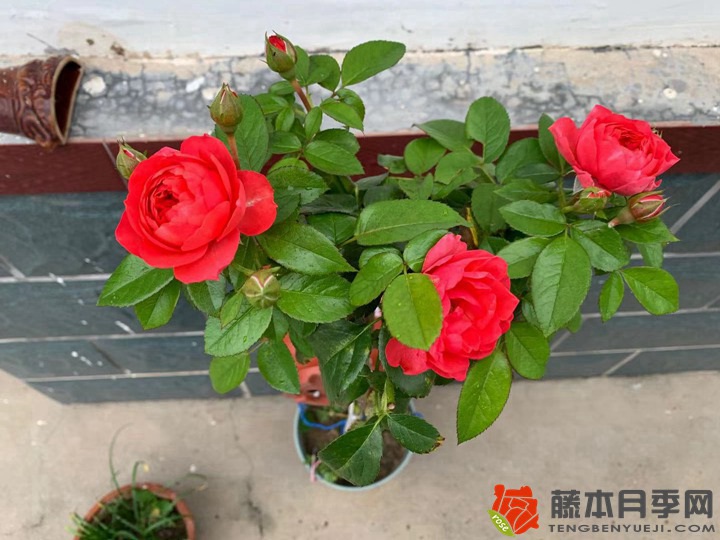 月季小苗當(dāng)年能開花嗎