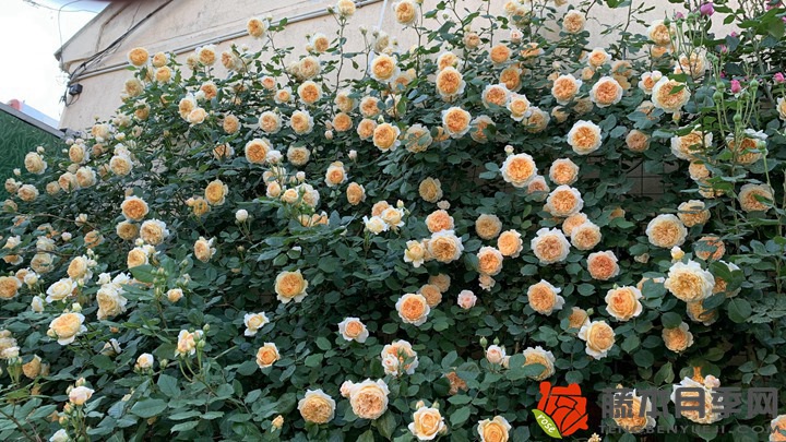怎樣讓月季花多開花