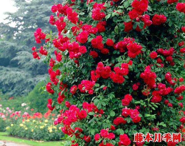 朱墨雙輝月季是多頭嗎