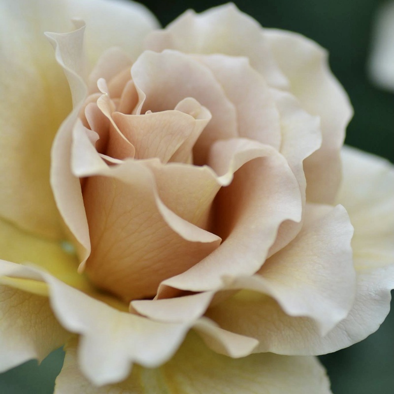折扇月季的花色介紹，如何養(yǎng)護(hù)