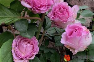 月季花苞打不開(kāi)是什么原因