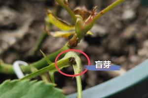 月季盲芽點(diǎn)和正常芽點(diǎn)區(qū)別