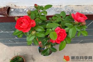 月季小苗當(dāng)年能開(kāi)花嗎