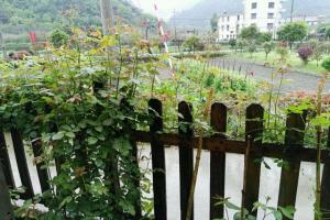 月季薰衣草花環(huán)為何不開(kāi)花