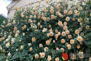 怎樣讓月季花多開花