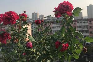 真彩230月季的抗病能力、耐曬能力怎么樣