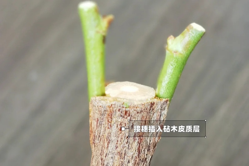 月季嫁接技術(shù)大全(多圖詳解)