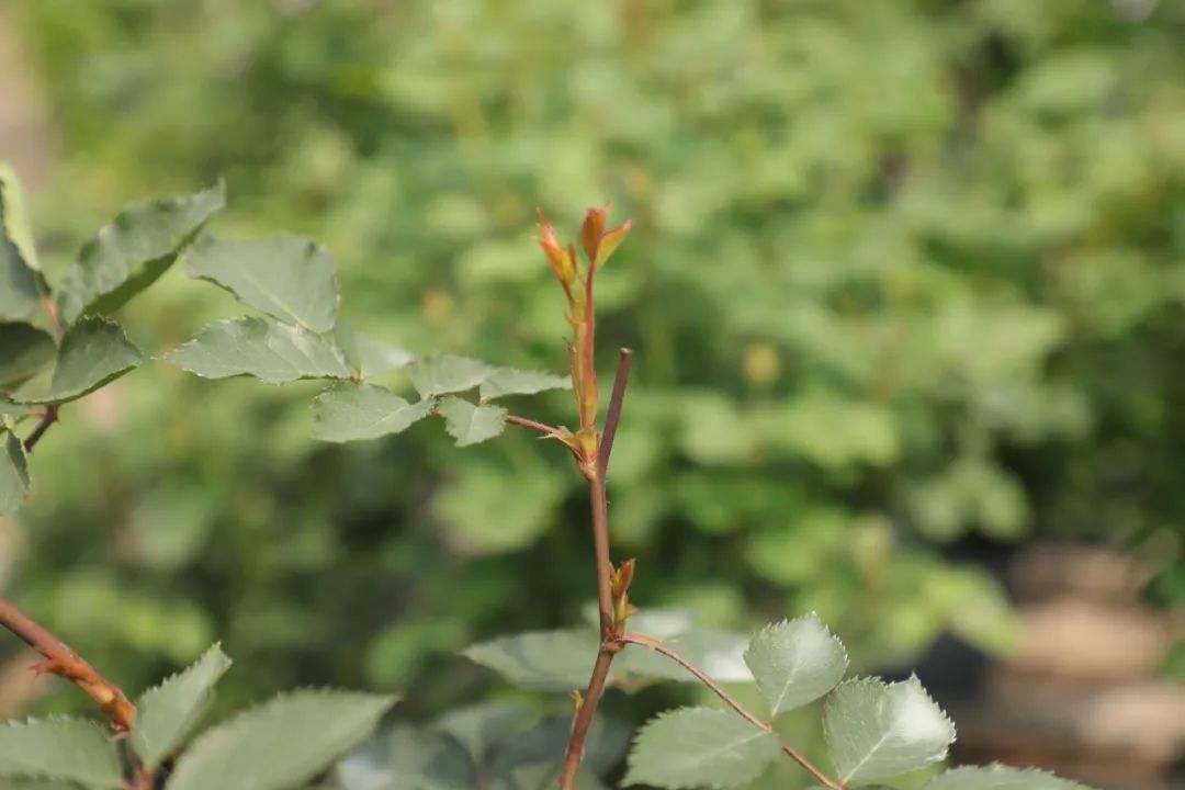 兩個(gè)方法讓月季小苗快速變大苗