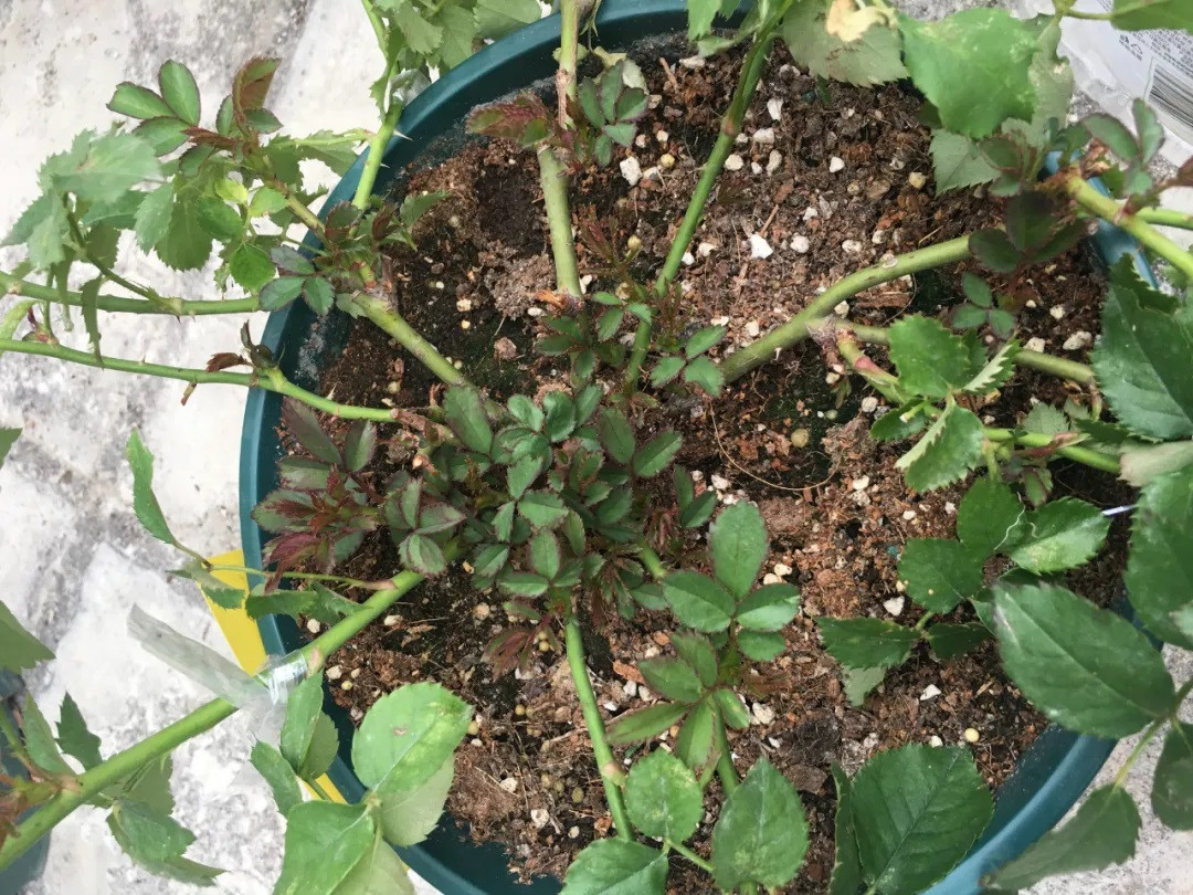 兩個(gè)方法讓月季小苗快速變大苗
