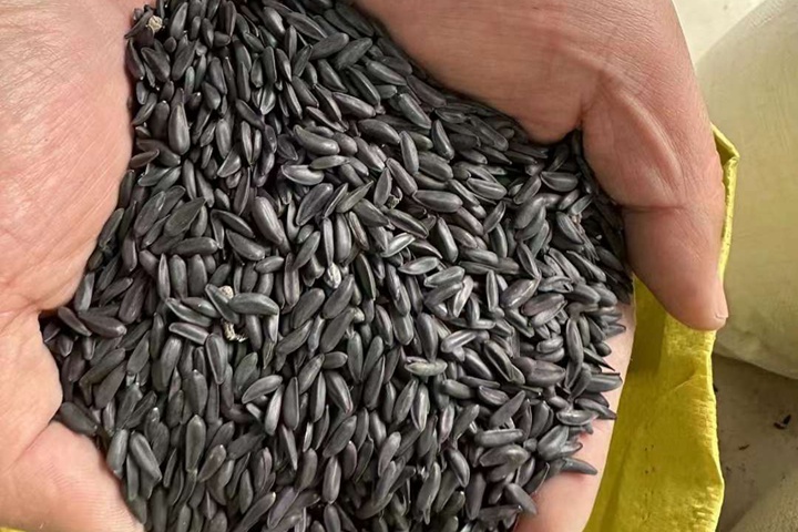 泰迪熊種子播種后多久開花