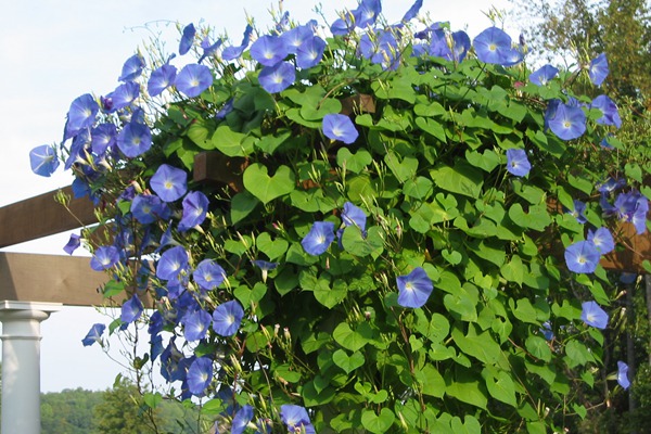 牽?；ㄊ裁磿r(shí)候開(kāi)，它的花期能持續(xù)多久