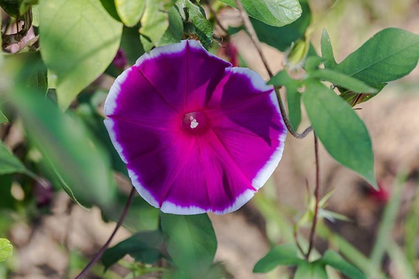牽牛花什么時(shí)候開(kāi)，它的花期能持續(xù)多久