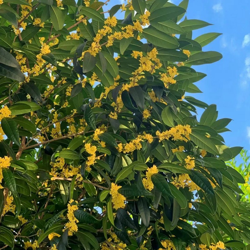 八月桂一年開(kāi)幾次花，花期是幾月